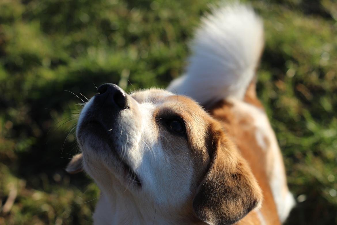 Blanding af racer Beagle/Japansk Spids-Futte billede 4