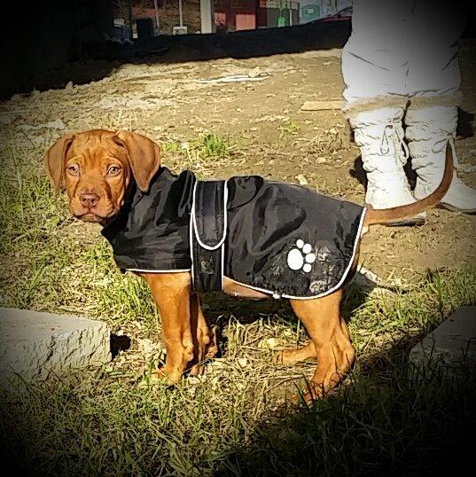 Blanding af racer Jamil billede 5