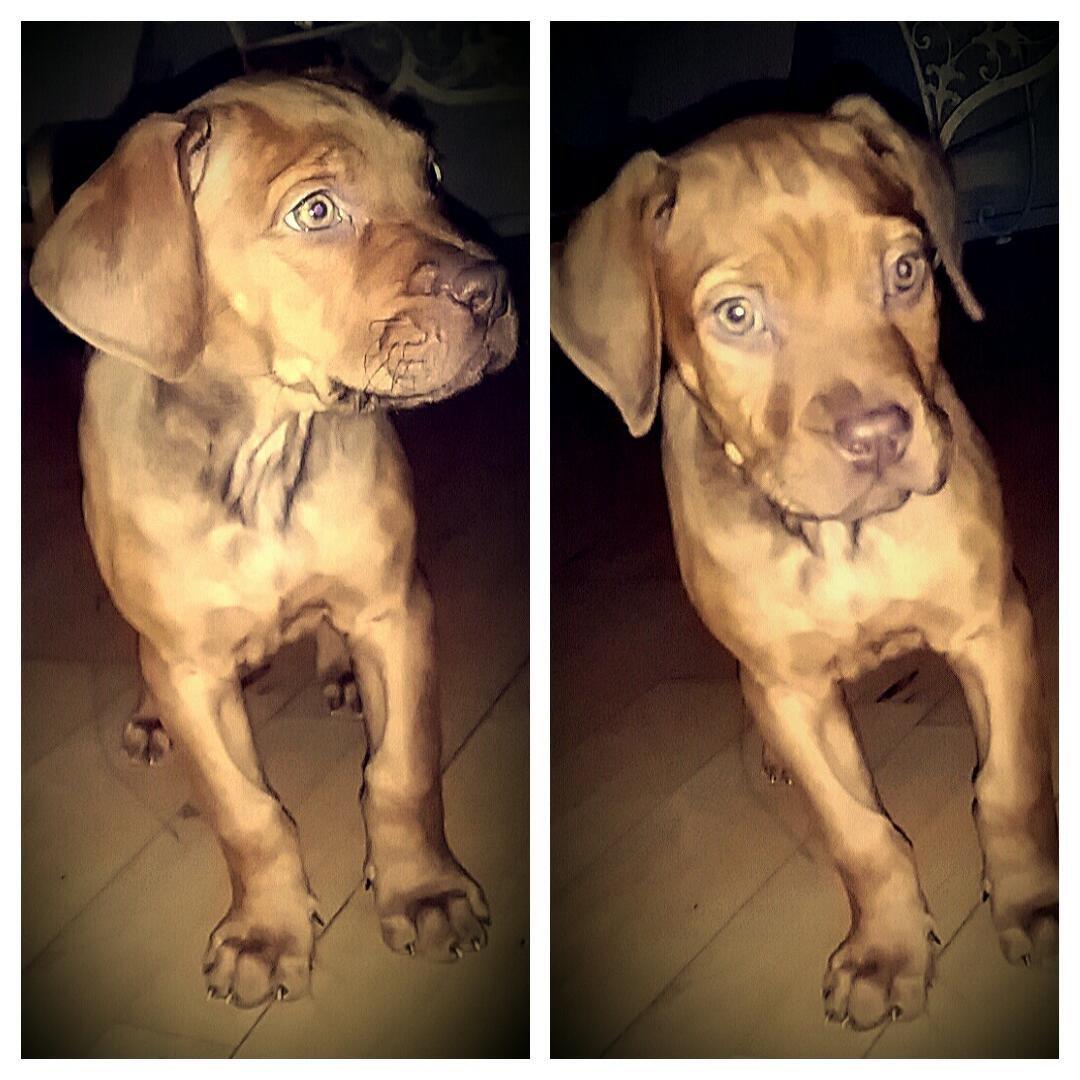 Blanding af racer Jamil billede 11