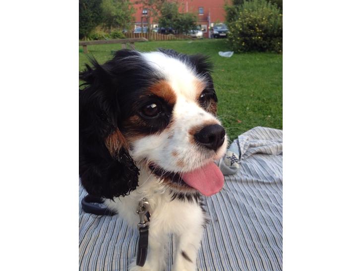 Cavalier king charles spaniel Oscar billede 1