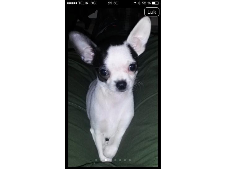 Chihuahua Freddie billede 1