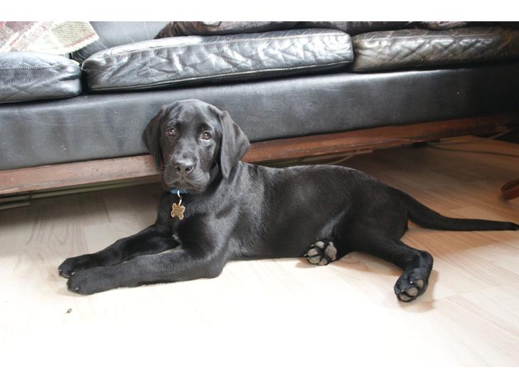 Labrador retriever Basse billede 1