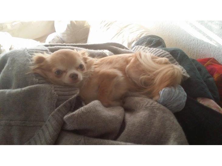 {{currentPhoto.altText}} billede {{currentPhoto.number}}