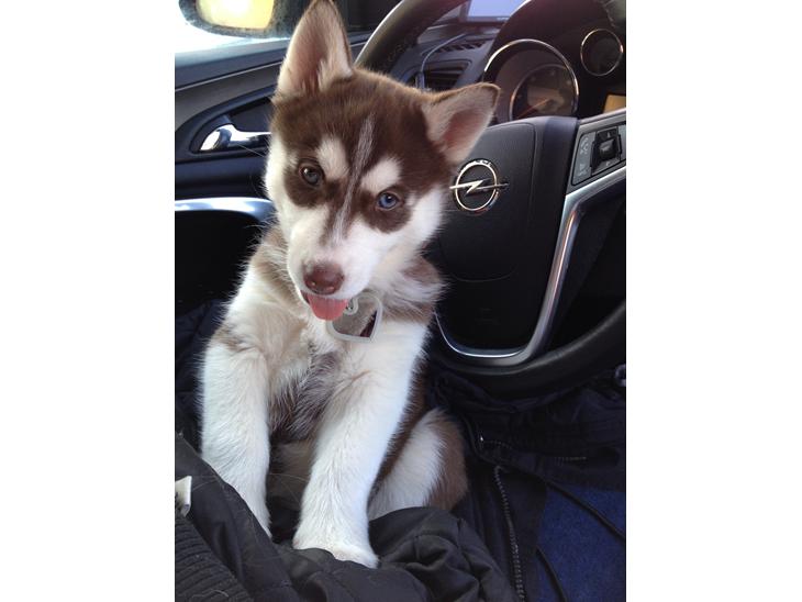 {{currentPhoto.altText}} billede {{currentPhoto.number}}