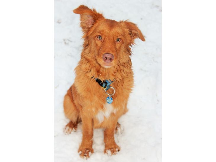 Nova scotia duck tolling retriever Maiko - Maiko 7 måneder billede 1