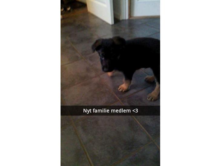 Schæferhund Xam udtales Sam billede 1
