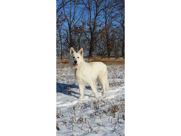Hvid Schweizisk Hyrdehund MTM Qing Quicksilver - helt nyt billede fra 3/2-2015 billede 1