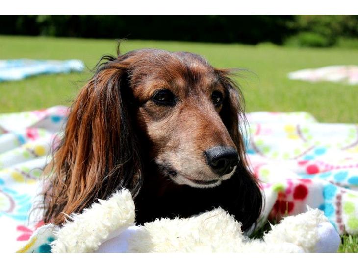 Gravhund Walter billede 1