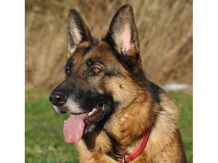 Schæferhund Vega *R.I.P* billede 1