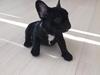 Fransk bulldog Jason (stamtavlenavn Smillo)