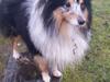 Shetland sheepdog Meeko