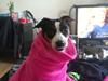 Dansk svensk gaardhund Mynte