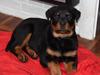 Rottweiler Anne