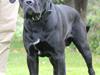 Cane corso NERO D'AVOLA'S CLYDE