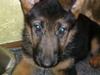 Schæferhund Oline(Tidl. Hund) [ Himmelhund]