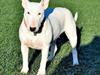 Bullterrier Ida