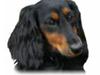 Gravhund Lileimo Petit Black Bugatti