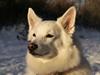 Dansk Spids Luna [ Himmelhund]
