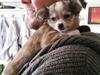 Chihuahua Arthur