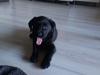 Labrador retriever Stella