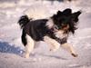 Papillon Joy Sukkermås (RIP) [ Himmelhund]