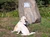 Golden retriever hugo