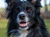 Border collie Ninja