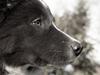 Border collie Fuji