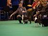 Boston terrier Multi-CH Westlund As Good As It Gets aka Pepsi