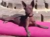 Xoloitzcuintle Tamal