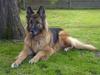Schæferhund Tyson [ Himmelhund]