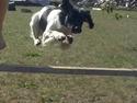 Engelsk springer spaniel Kato