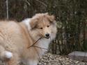 Collie langhåret Aika