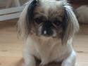 Pekingeser Mille