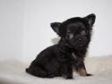 Chihuahua Rosa
