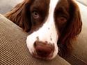 Field Trial Springer Spaniel Zigge!