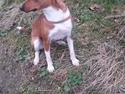 Basenji Nala