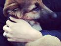 Schæferhund Vega
