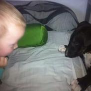 Bullterrier freja(Himmelhund) 