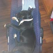 Bullterrier freja(Himmelhund) 