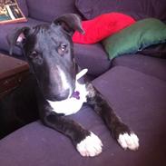 Bullterrier freja(Himmelhund) 