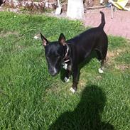 Bullterrier freja(Himmelhund) 