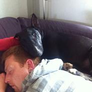 Bullterrier freja(Himmelhund) 