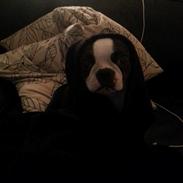 Boston terrier Carried with pride (LUNA)