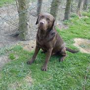 Labrador retriever Max