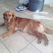 Golden retriever Molly