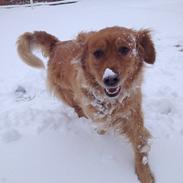 Golden retriever Molly