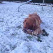 Golden retriever Molly