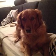 Golden retriever Molly