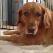 Golden retriever Molly